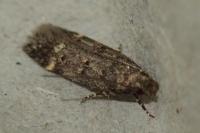 Neofriseria hitadoella