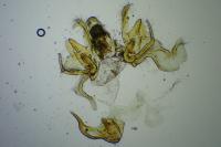 Neofriseria hitadoella