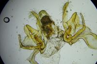 Neofriseria hitadoella