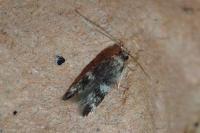 Apatema proteroclina