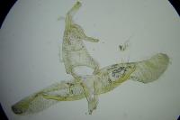 Apatema proteroclina