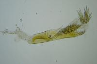 Apatema proteroclina