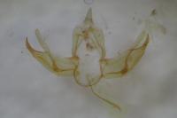 Blastobasis glandulella