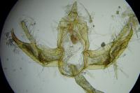 Blastobasis glandulella