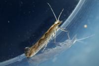 Plutella xylostella
