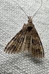 Alucita hexadactyla