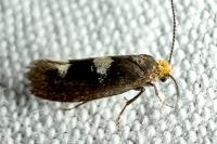 Incurvaria masculella