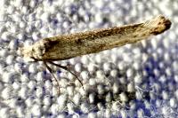 Pseudoswammerdamia combinella