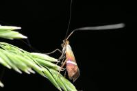 Adela australis