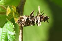 Sterrhopterix fusca