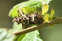 Sterrhopterix fusca