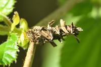 Sterrhopterix fusca