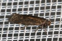Aroga velocella