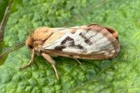 Korscheltellus lupulinus