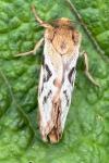 Korscheltellus lupulinus