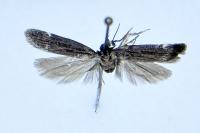 Aroga velocella