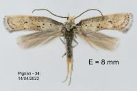 Elachista subocellea