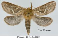 Korscheltellus lupulinus