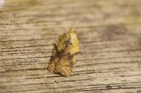 Acleris ferrugana/notana