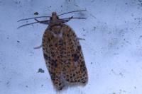 Acleris ferrugana/notana