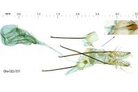 Mesophleps silacella