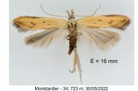 Mesophleps silacella
