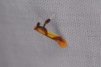 Caloptilia alchimiella/robustella