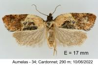 Acleris variegana