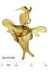 Scythris scopolella