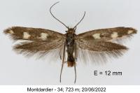 Scythris scopolella
