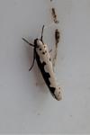 Ethmia bipunctella