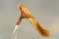 Caloptilia alchimiella