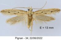 Holcopogon bubulcellus