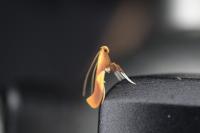Caloptilia alchimiella/robustella