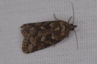 Cnephasia
