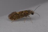 Dyseriocrania subpurpurella