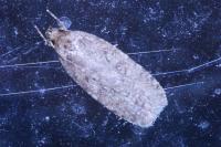 Agonopterix ciliella/heracliana