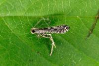 Parornix finitimella