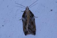Acleris cristana