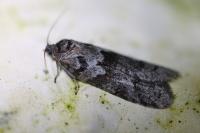 Tortricodes alternella
