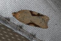Acleris ferrugana/notana