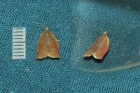 Clepsis consimilana