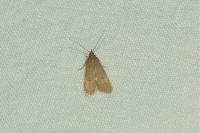 Helcystogramma rufescens