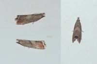 Dichrorampha acuminatana