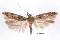 Scrobipalpa costella