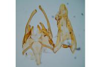 Scrobipalpa costella