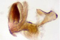 Stomopteryx spathulella