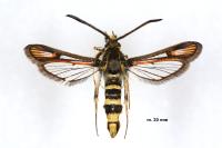 Bembecia iberica