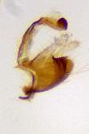 Coleophora