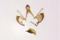 Coleophora